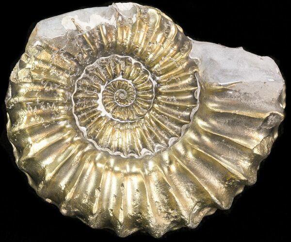 Pyritized Pleuroceras Ammonite - Germany #42728